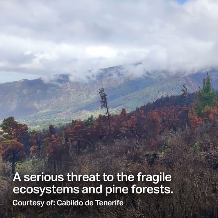 A serious threat to the fragile ecosystems and pine forests. Courtesy of: Cabildo de Tenerife
