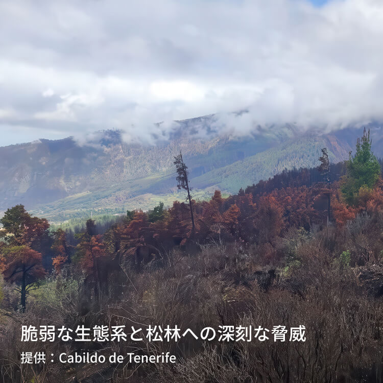 脆弱な生態系と松林への深刻な脅威